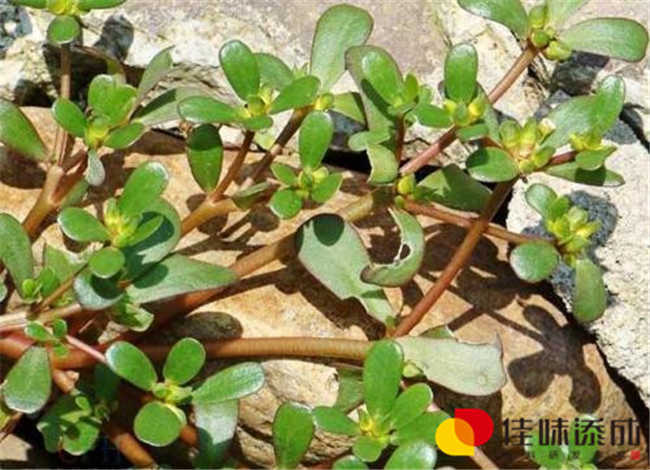 马齿苋.jpg